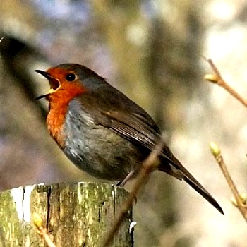 PioPio
