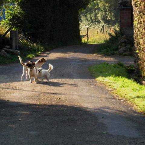 Canes de Gontan