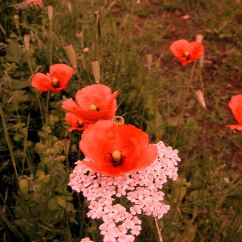 Ars Natura