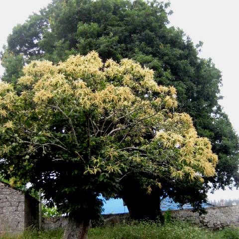 Castanno
