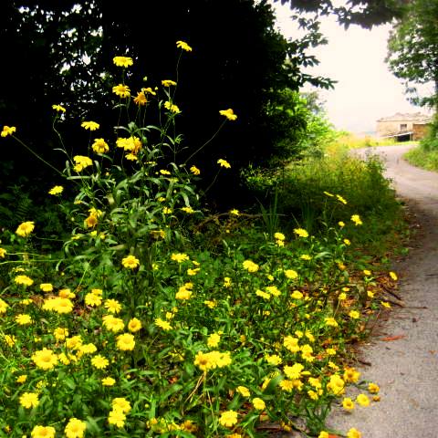 Amarillo