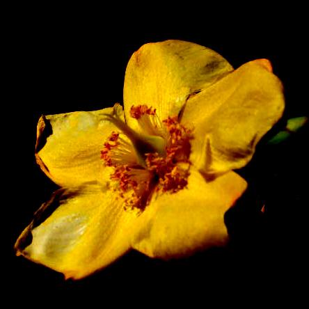 natura
