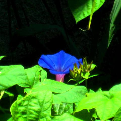 Color