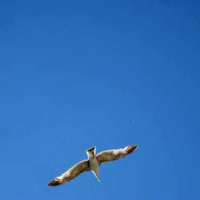 Libre!