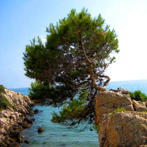 Pinelandia
